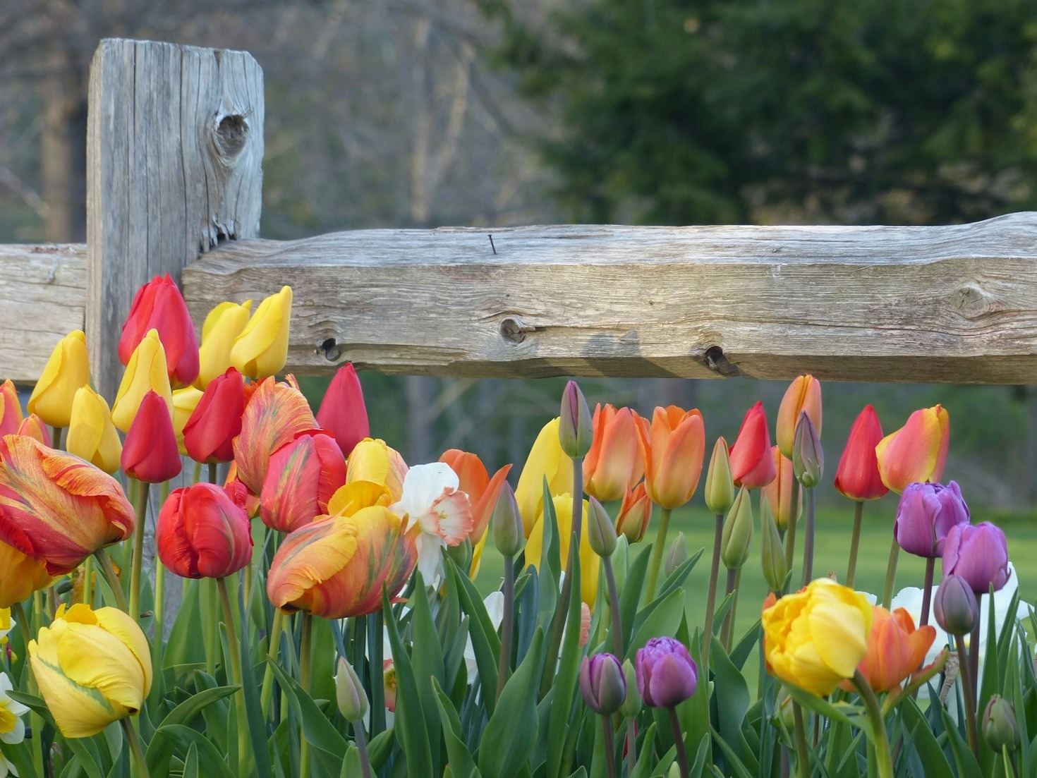 Dicas para criar um jardim encantador